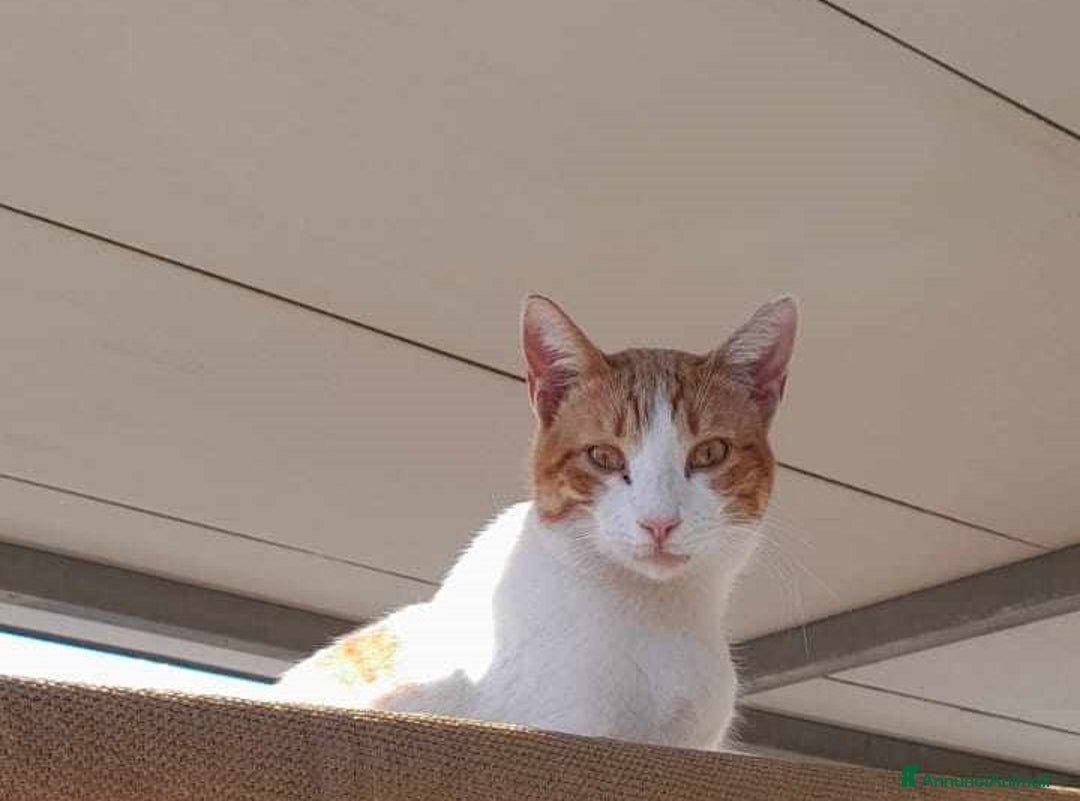 Europeo gatti in regalo: dolce pepe in regalo a Città metropolitana di Catania - Immagine 3