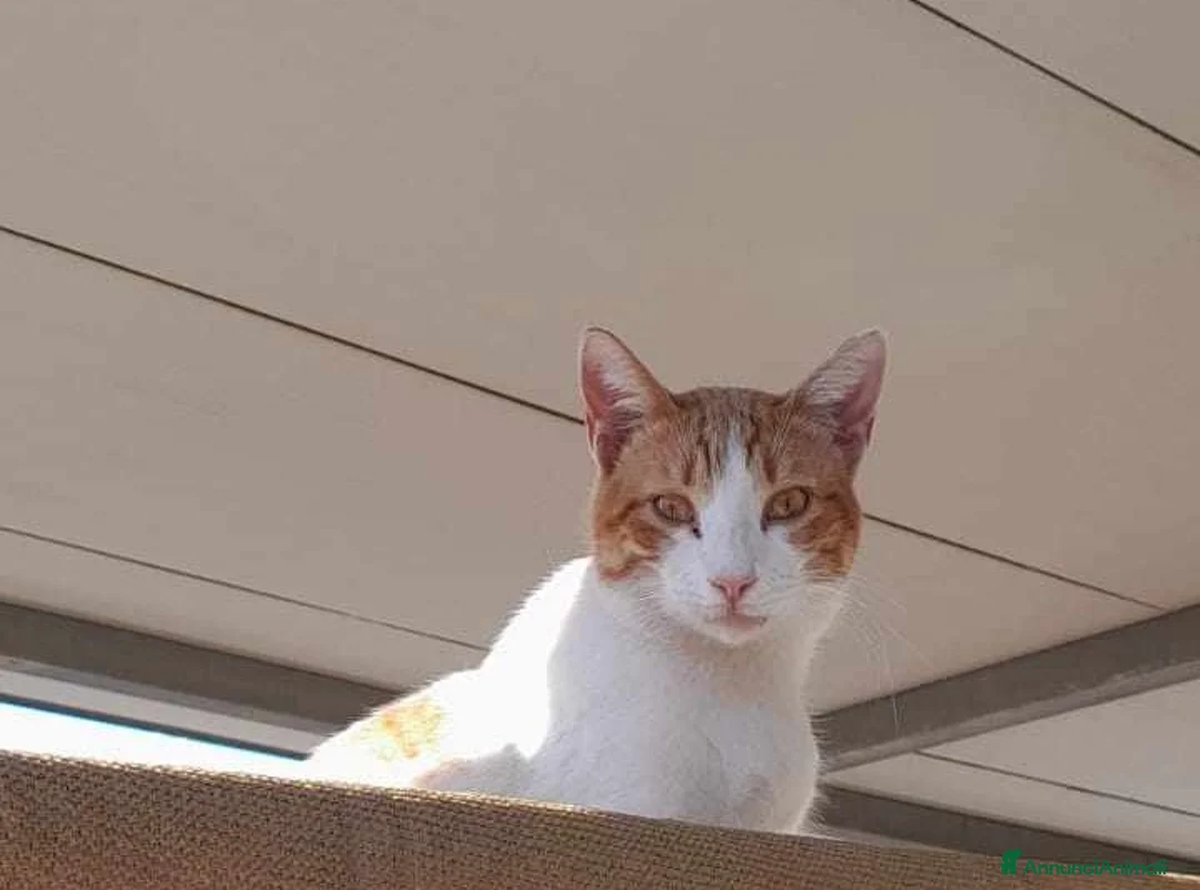 Europeo gatti in regalo: dolce pepe in regalo a Città metropolitana di Catania - Annuncio 3