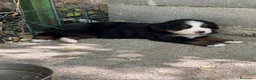 Bovaro del Bernese cani in vendita: Cucciole di Bovaro del Bernese - Annuncio 12