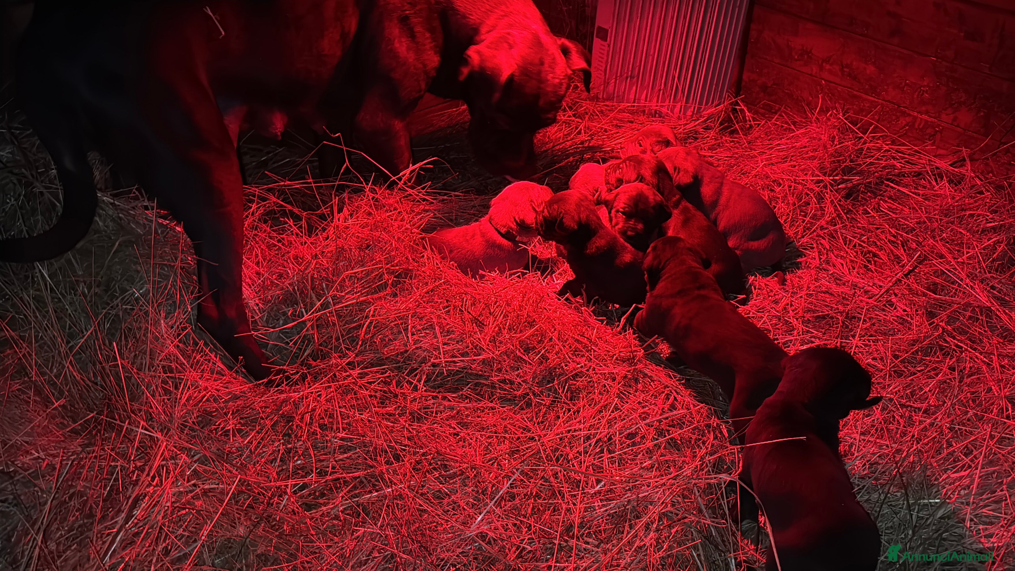 Cane Corso cani Cuccioli di Corso grigi e neri (Montiglio AT) - Annuncio 1