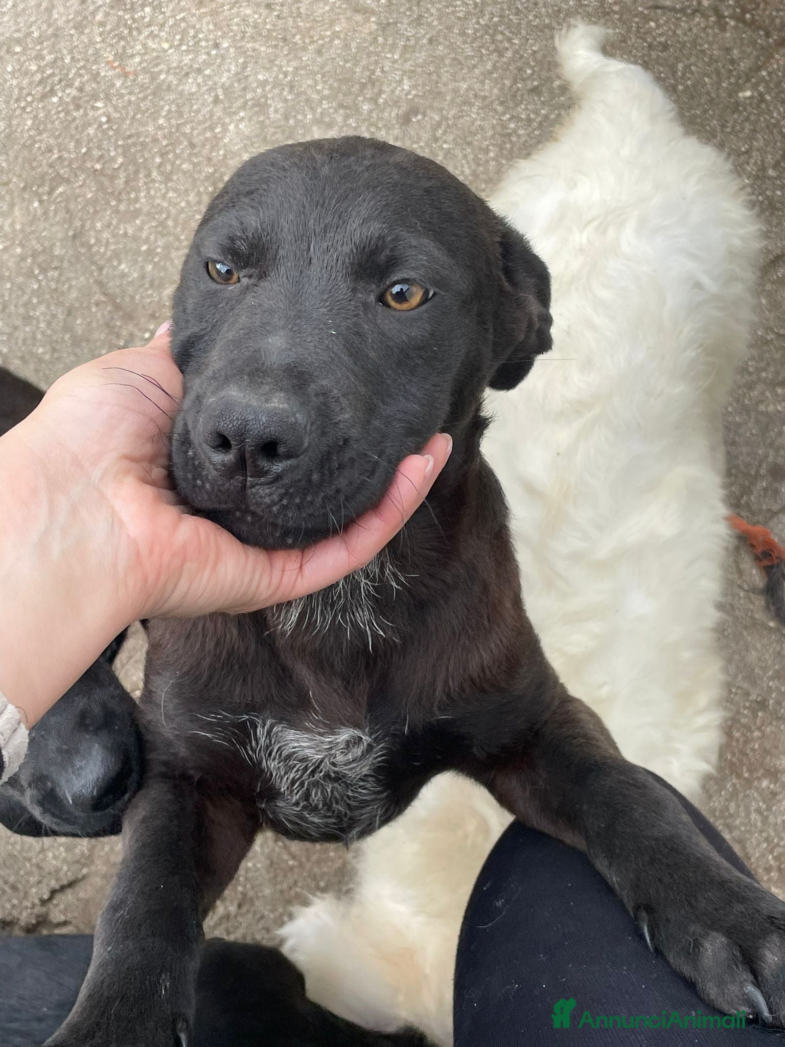 Meticcio cani CUCCIOLOTTO SIMIL LABRADOR - Annuncio 3