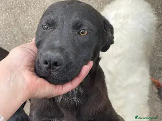 Meticcio cani CUCCIOLOTTO SIMIL LABRADOR - Annuncio 3