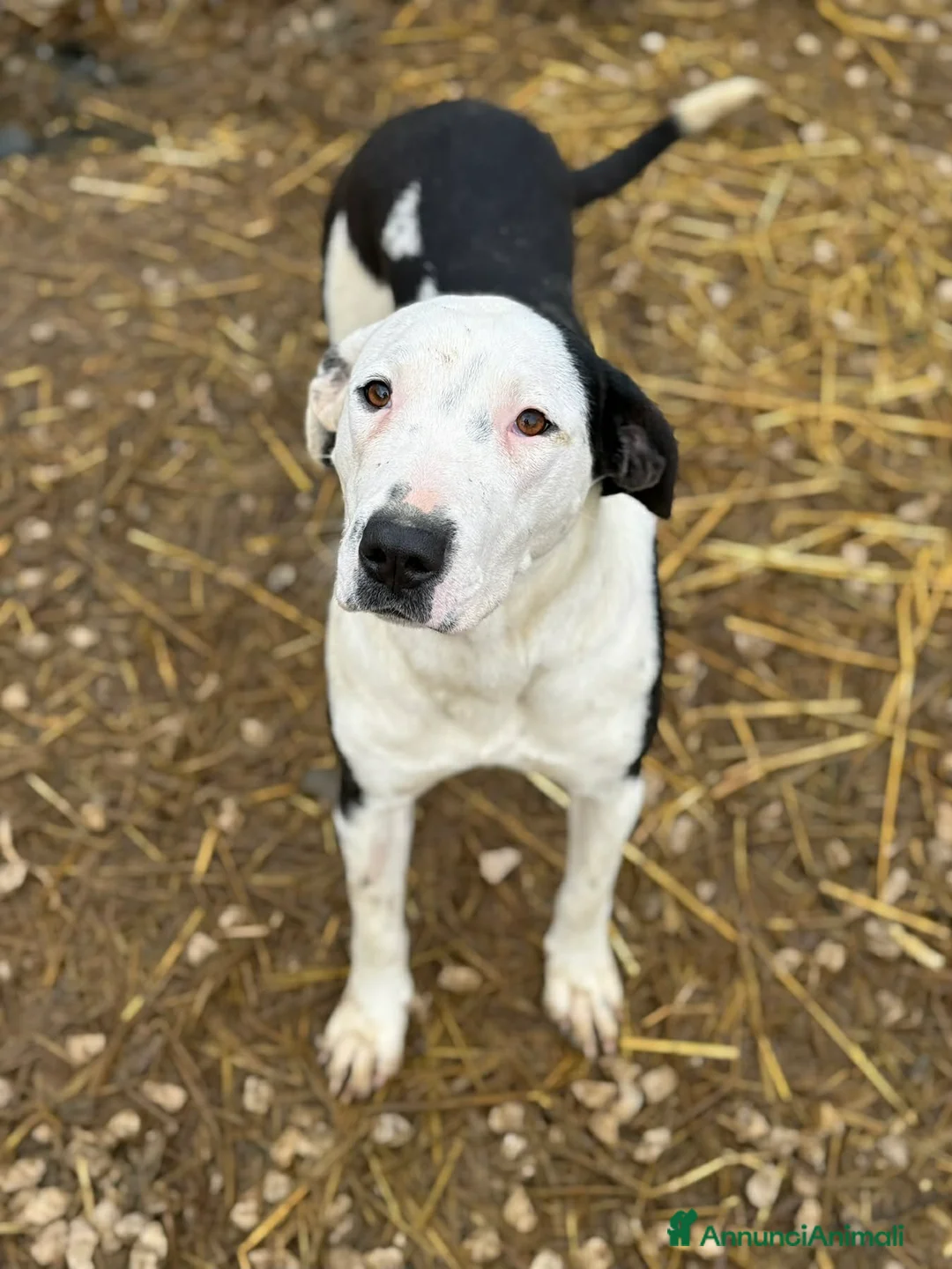 Meticcio cani in regalo: ROXY, mix PITTINA dolce come il miele! - Annuncio 2