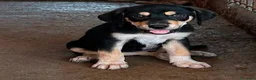 Meticcio cani in regalo: Aladin - Annuncio 1