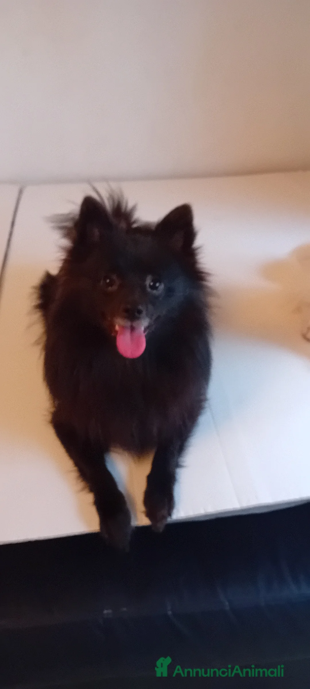 Volpino Italiano cani in vendita: Volpina  - Annuncio 2