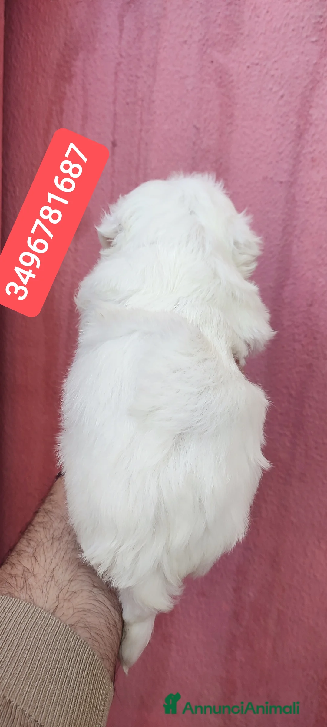 Maltese cani in vendita: MALTESE coccolino batuffoloso  - Annuncio 3