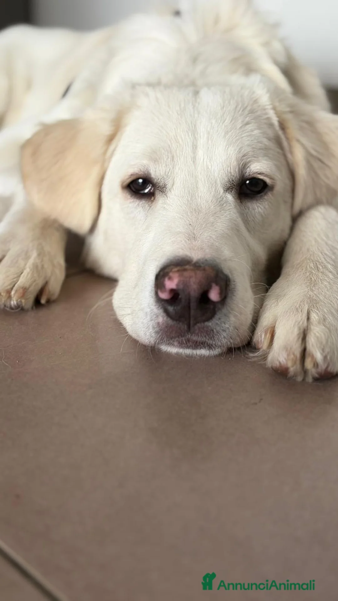Meticcio cani in regalo: TIBERIO - INCROCIO GOLDEN/MAREMMANO a Provincia di Vicenza - Annuncio 2