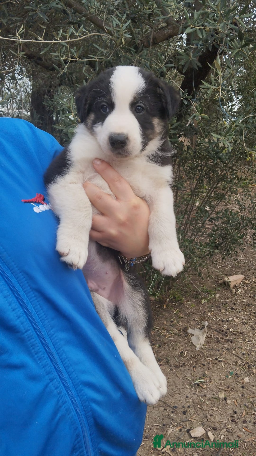 Altre razze cani in regalo: Cuccioli futura taglia media cercano adozioni  - Annuncio 2