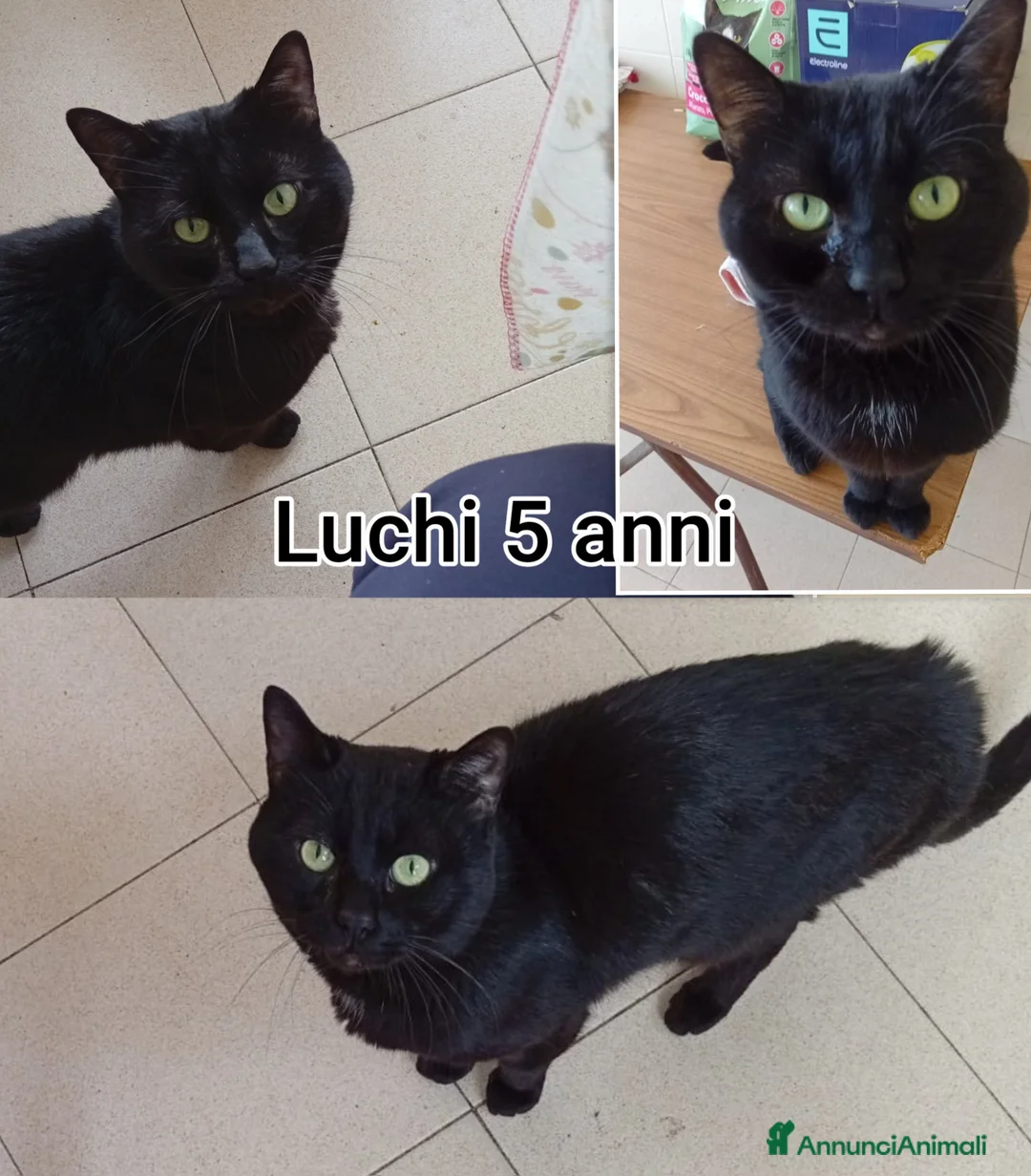 Altre razze gatti in regalo: ADOTTA UN GATTINO! a Provincia di Reggio Emilia - Annuncio 7