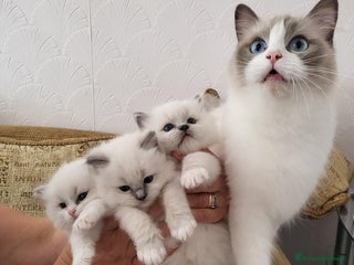 Ragdoll gatti Cuccioli di ragdoll a Metropolitan City of Milan - Annuncio 14