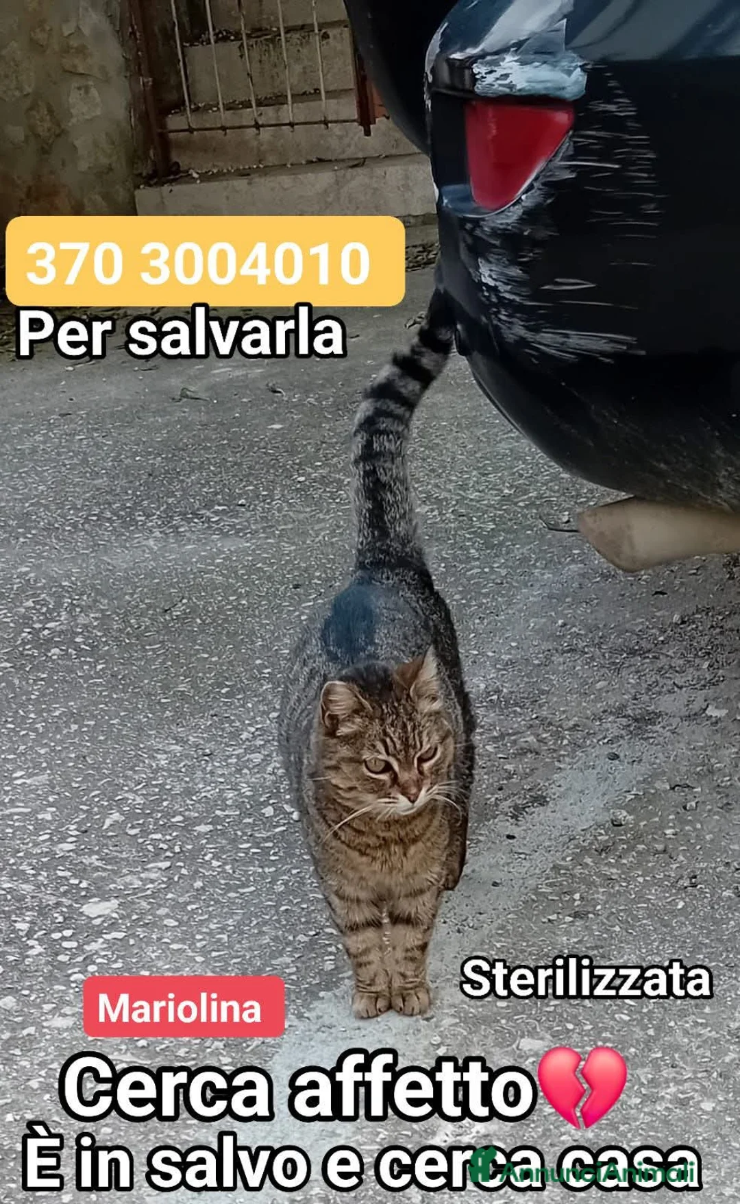 Europeo gatti in regalo: Mariolina ha bisogno d'amore...tanto🙏❤️ - Annuncio 1