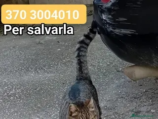 Europeo gatti Mariolina ha bisogno d'amore...tanto🙏❤️ - Annuncio 1