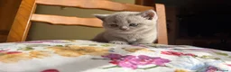 Scottish gatti in vendita: Cucciola di scottish straight lilac - Annuncio 4