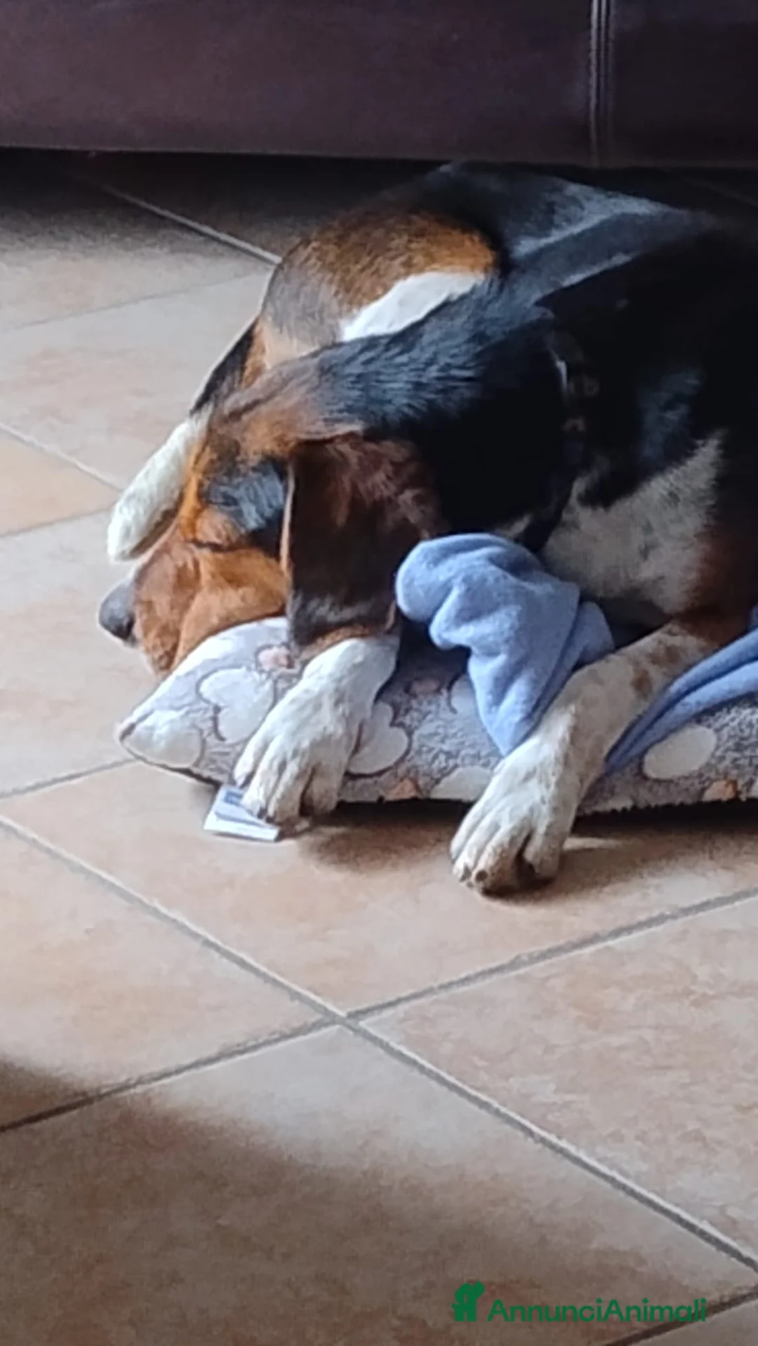 Beagle cani in regalo: Leo, Beagle maschio in canile - Annuncio 3
