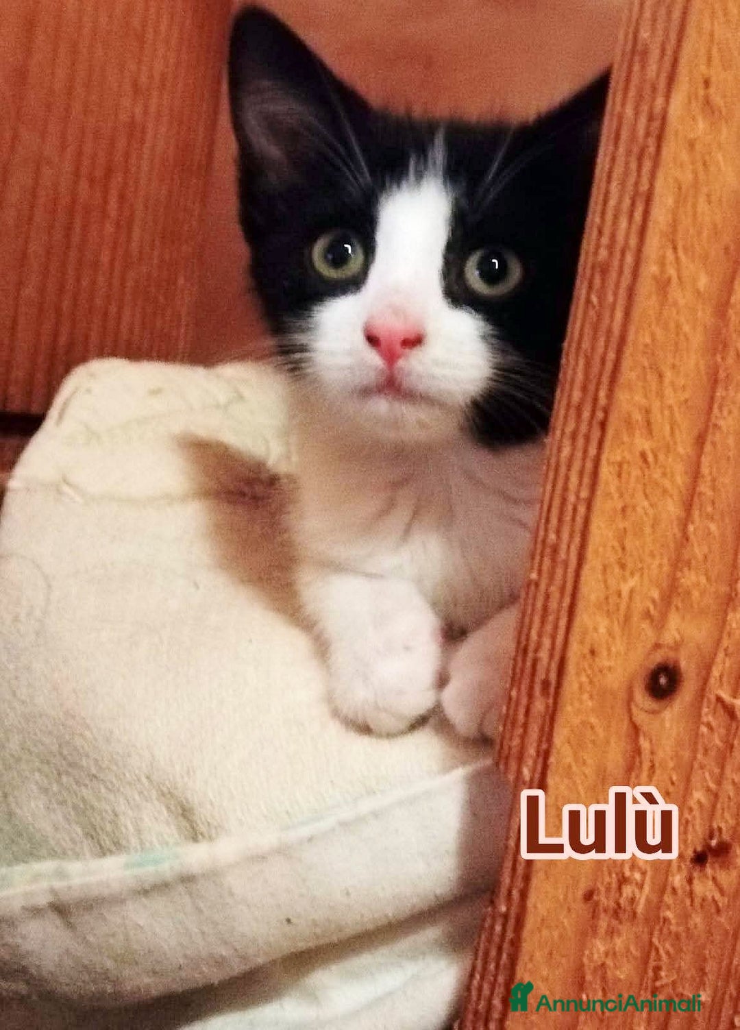 Europeo gatti in regalo: LULU PICCOçA DOLCE GATTINA a Città metropolitana di Roma Capitale - Immagine 3