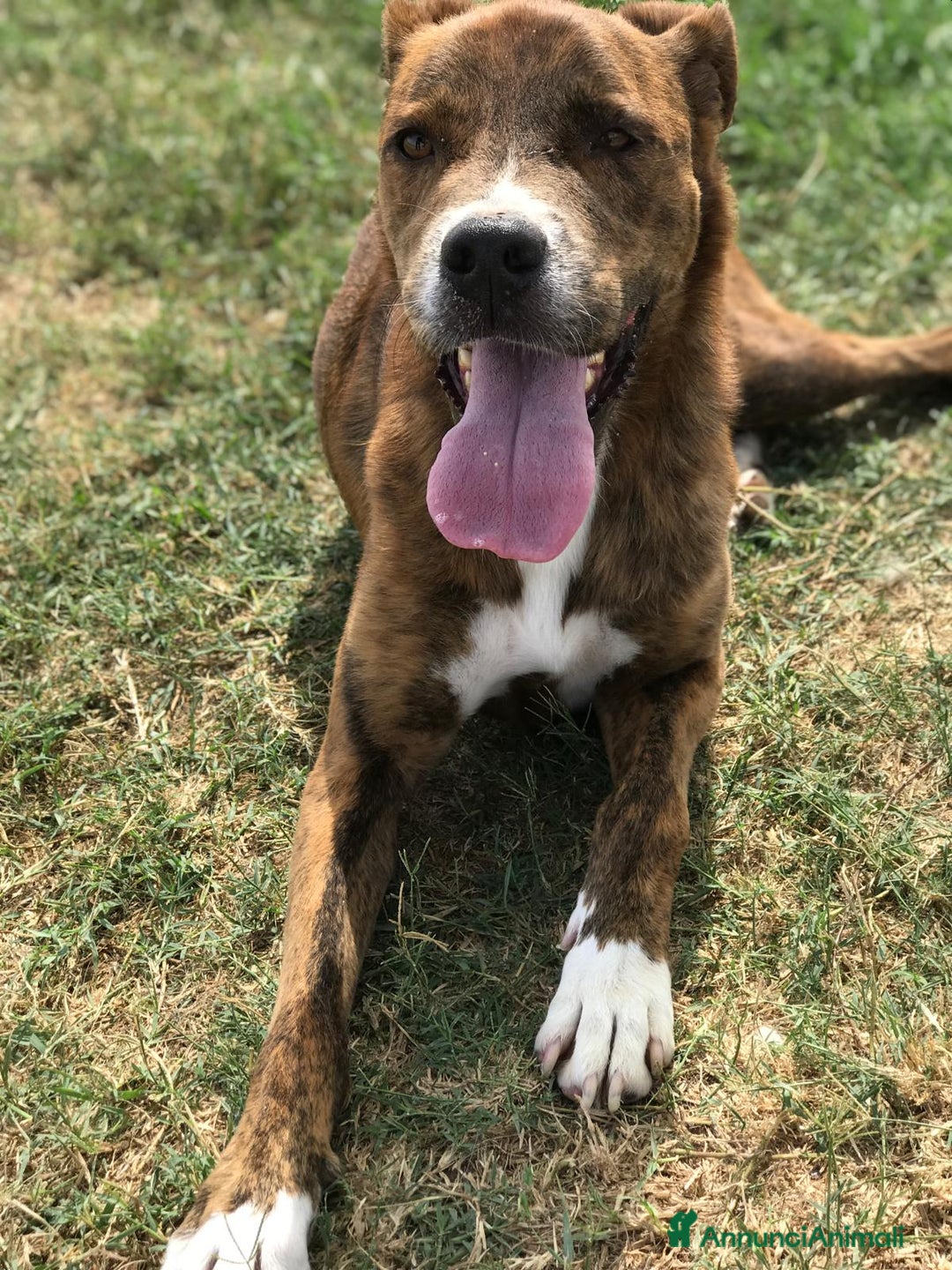 Boxer cani in regalo: Rap, simpaticissimo simil boxerino a Provincia di Latina - Annuncio 10