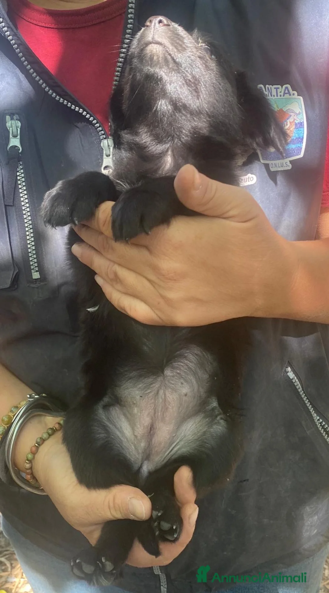 Meticcio cani in regalo:     CARAMELLA 🩷 UNA CASA NON L’HA MAI AVUTA 🙏🏻 a Provincia di Vercelli - Annuncio 5
