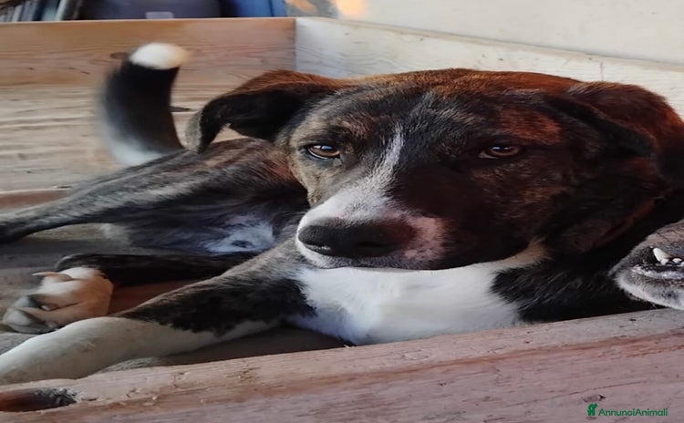 Border Collie cani a Città metropolitana di Messina - Annuncio 3