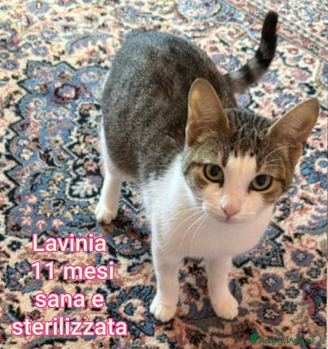 Europeo gatti in regalo: TANTI GATTINI DA SALVARE! - Annuncio 9