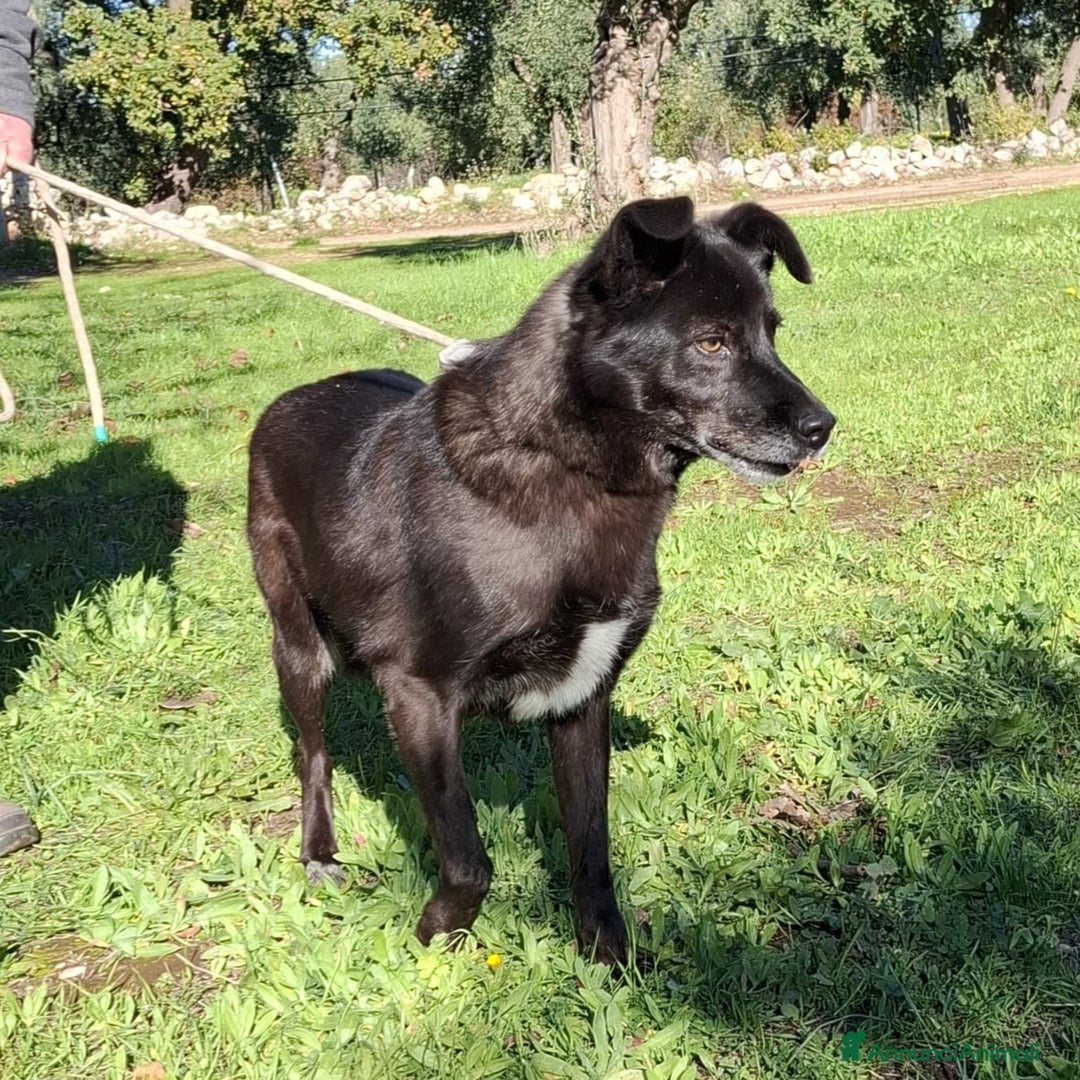 Meticcio cani in regalo: Crik&Crok Cerca Famiglia. Info Monica 3890238584 - Annuncio 12