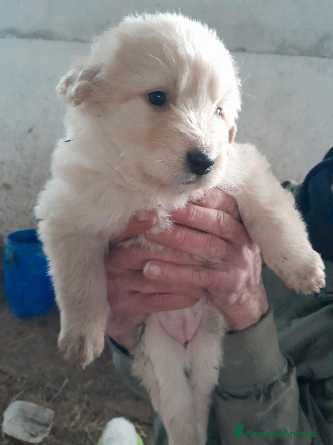 Meticcio cani in regalo: Regalo cani Meticcio a Provincia di Perugia - Annuncio 1