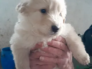 Meticcio cani Regalo cani Meticcio - Annuncio 4