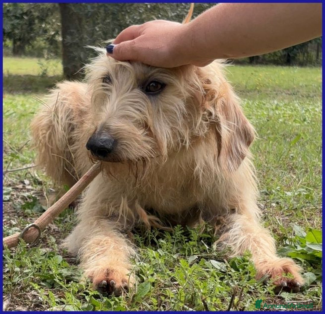 Meticcio cani in regalo: Giacomo dopo l'inferno è pronto per una famiglia - Annuncio 6