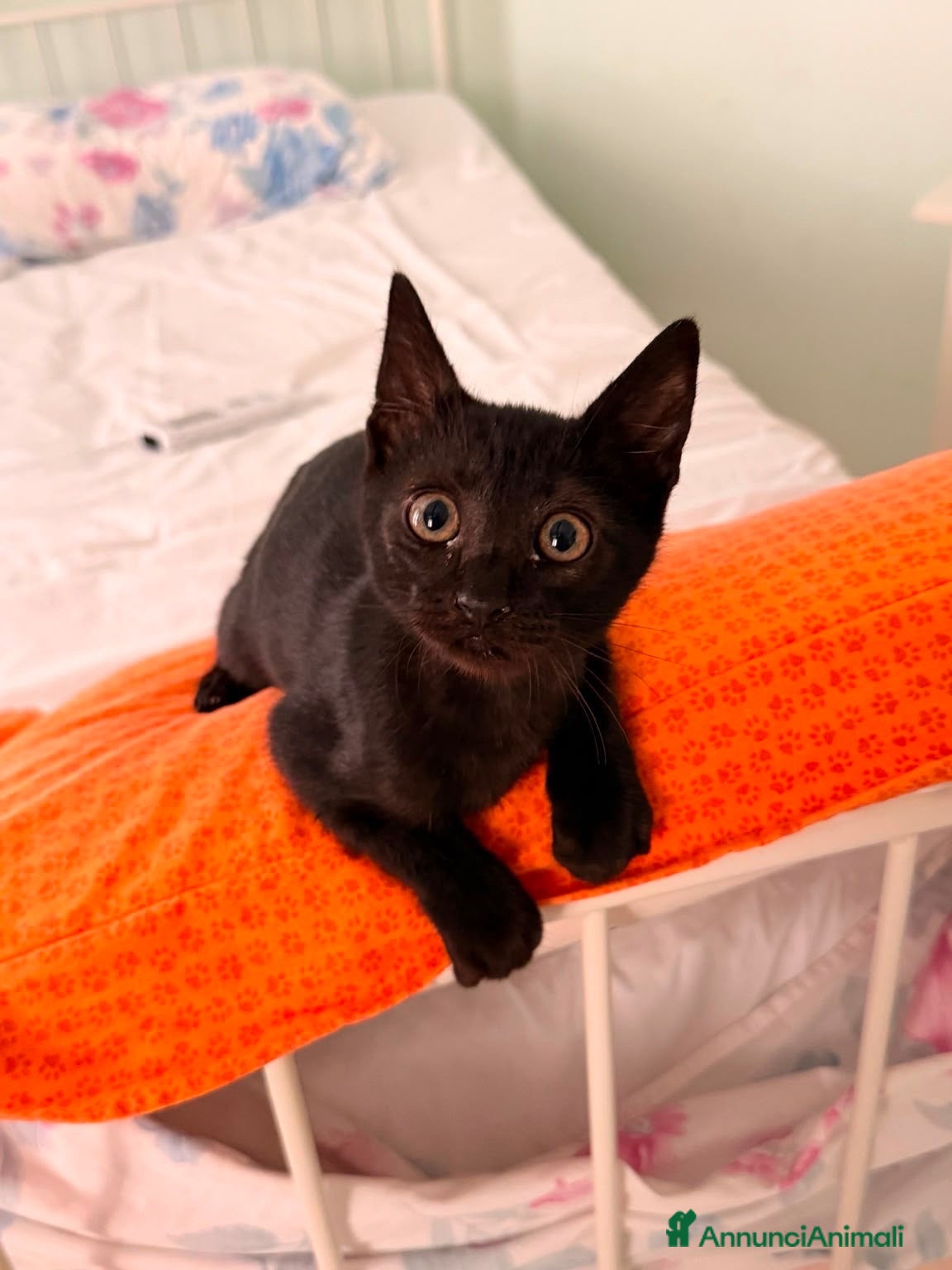 Europeo gatti Zorro bellissimo micino nero - Annuncio 5