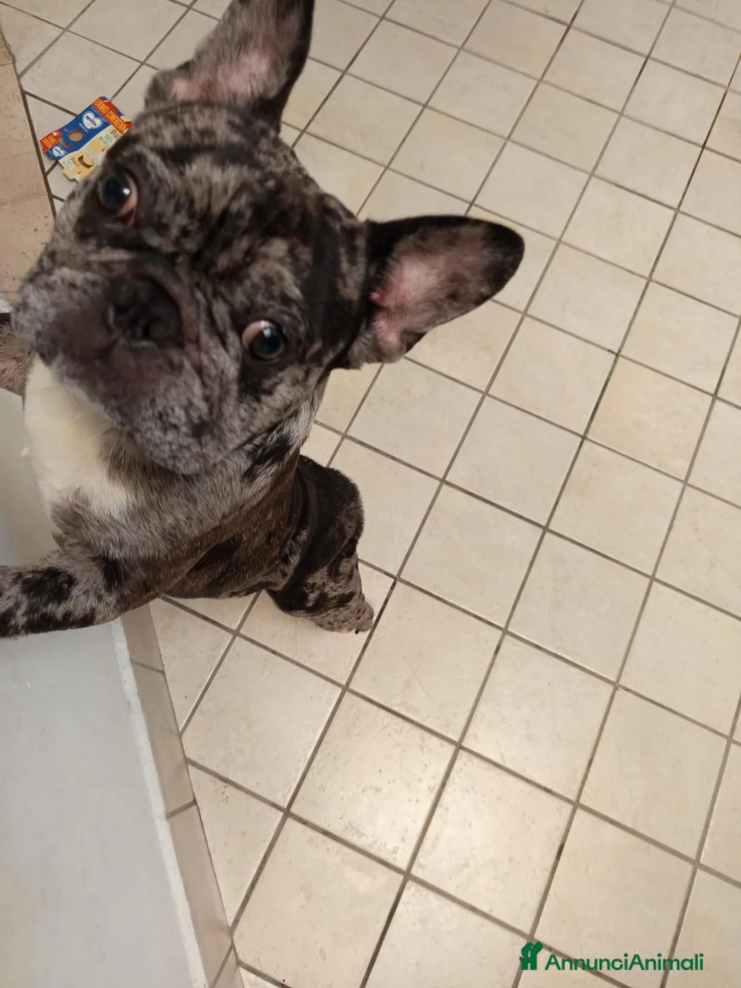 Bulldog Francese cani in vendita: Bulldog francese Merle  a Città Metropolitana di Napoli - Annuncio 2