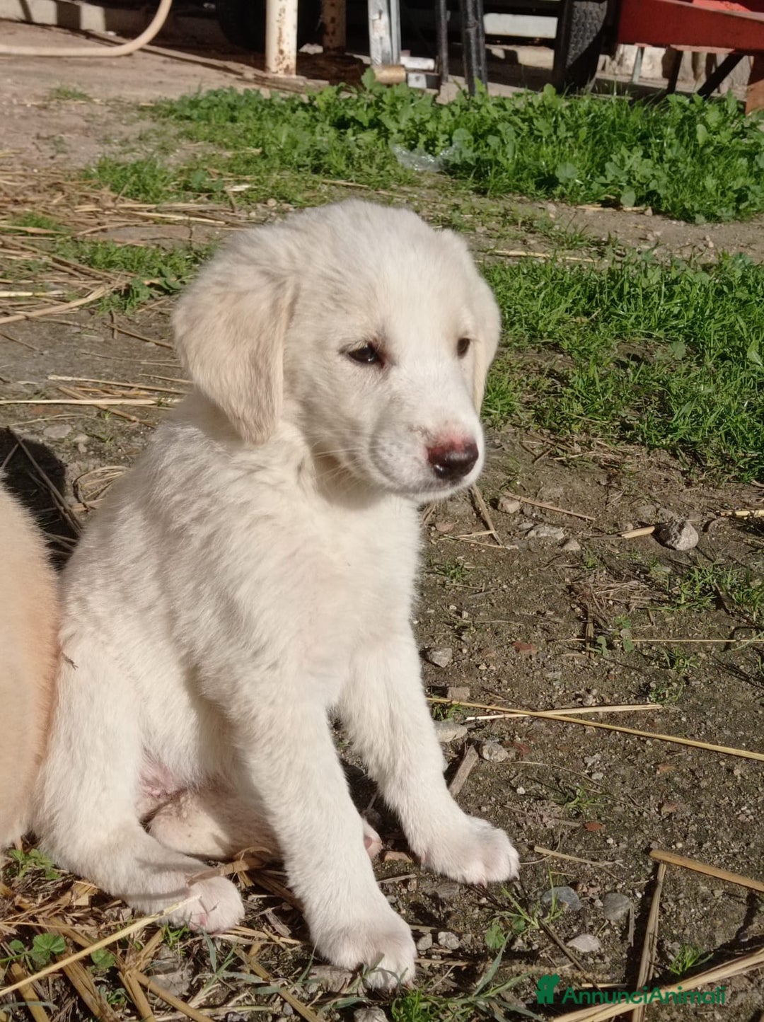 Meticcio cani in regalo: Gulten  - Annuncio 2