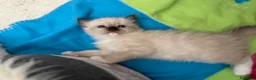 Ragdoll gatti in vendita: Ragdoll con pedigree  - Annuncio 9