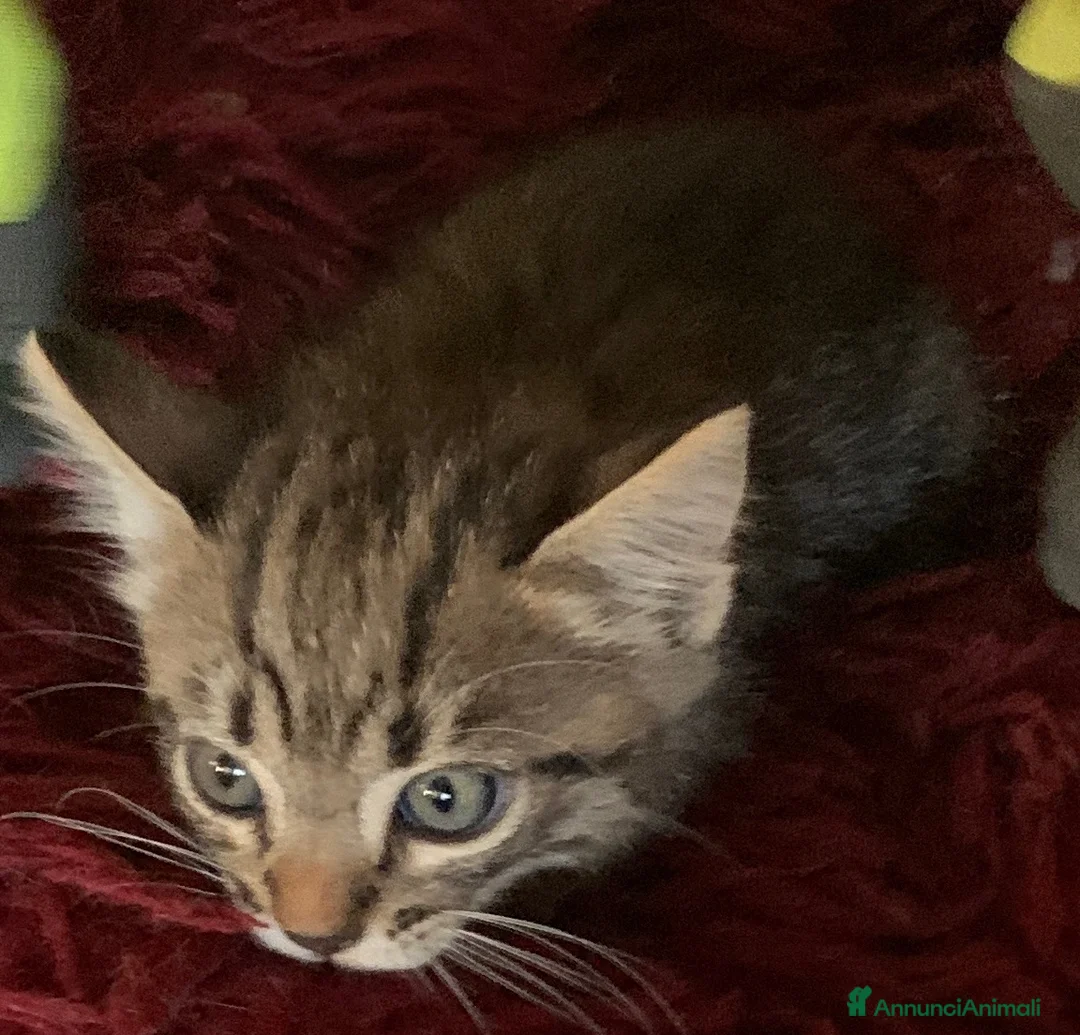 Europeo gatti in regalo: Gattini per adozione  - Annuncio 2