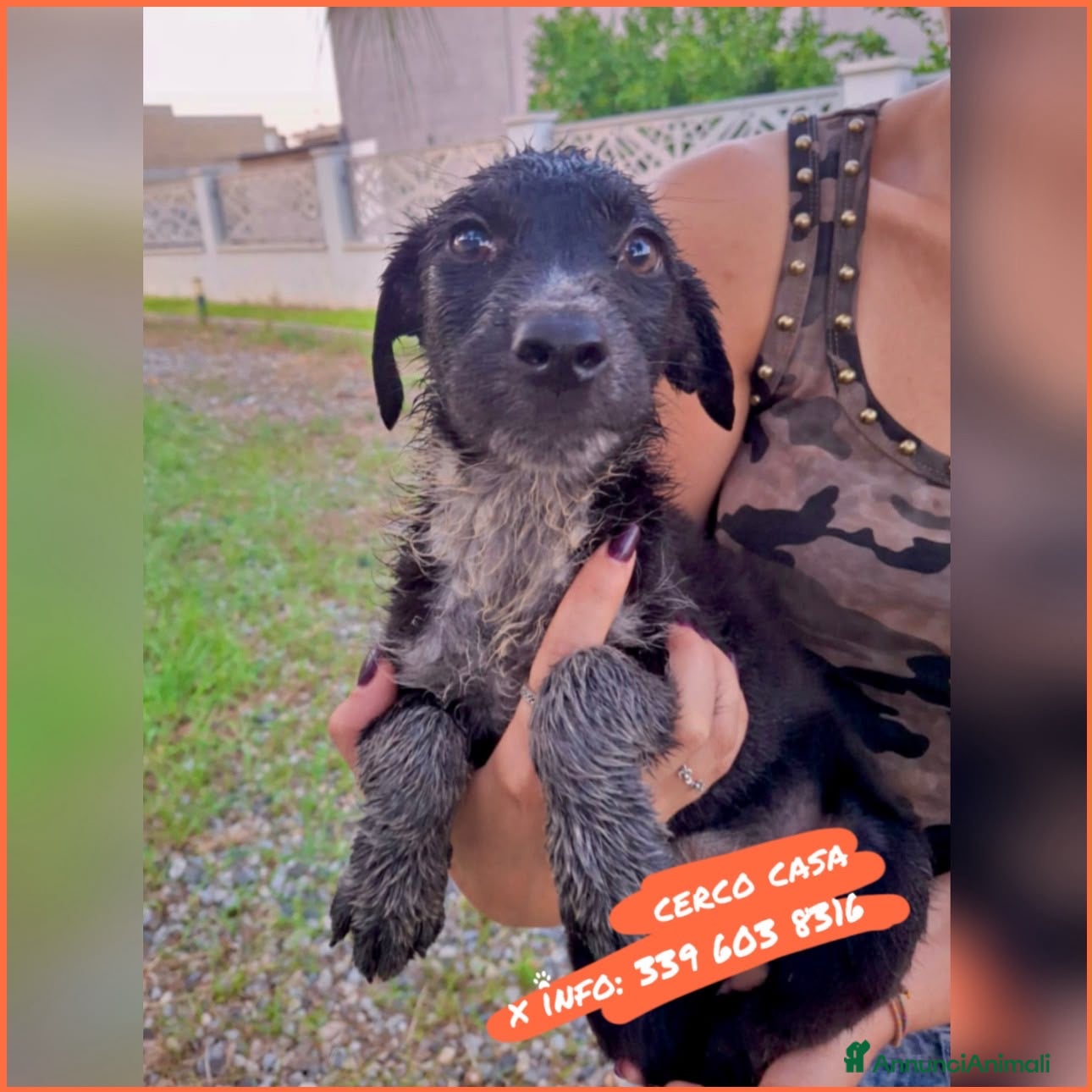 Meticcio cani CORNELIA 🩷 una vita intera da condividere! - Annuncio 19
