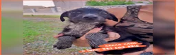 Meticcio cani in regalo: CORNELIA 🩷 una vita intera da condividere! a Provincia di Vicenza - Annuncio 1