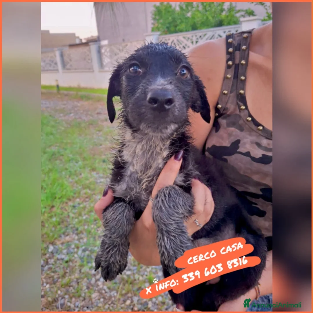 Meticcio cani in regalo: CORNELIA 🩷 una vita intera da condividere! a Provincia di Vicenza - Annuncio 1