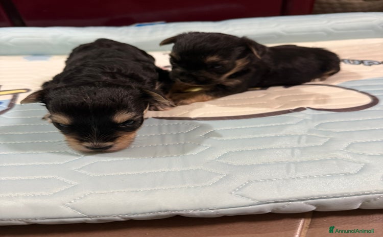 Yorkshire cani a Città Metropolitana di Torino - Annuncio 1