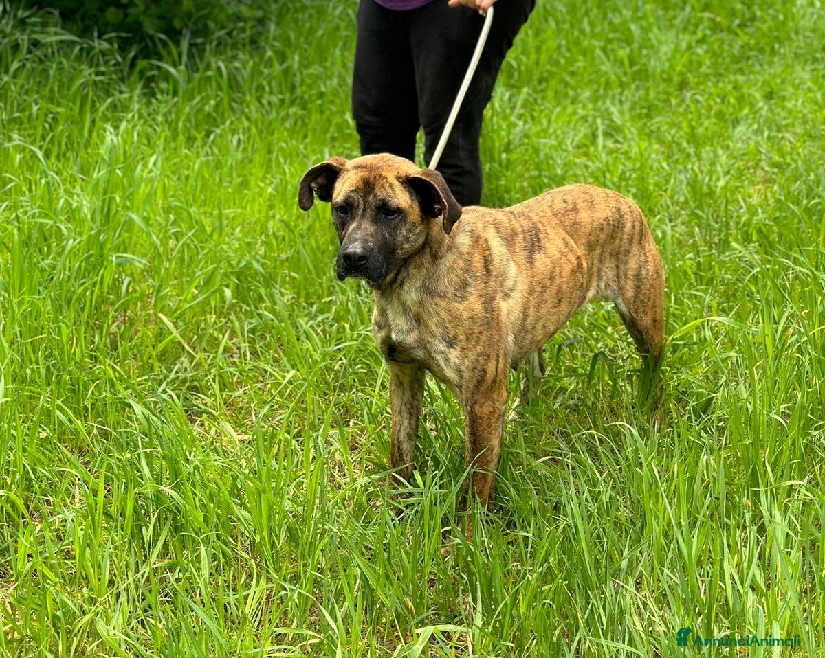 Boxer cani Rura strepitosa Cane mix boxer Femmina a Provincia di Latina - Annuncio 2