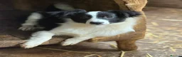 Border Collie cani in regalo: DALIA, cucciola spaventata! MIX BORDER COLLIE. - Annuncio 5