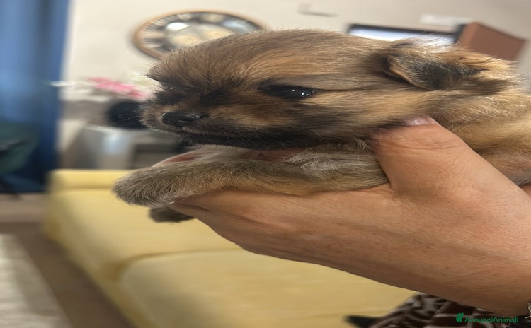 Spitz cani - Annuncio 2