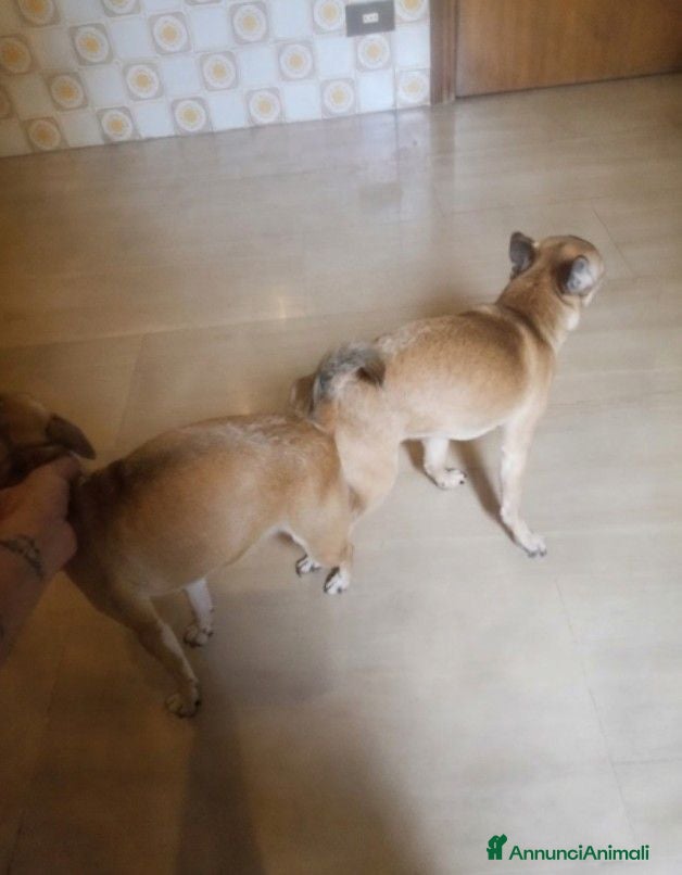 Chihuahua cani Cuccioli di chihuahua  - Annuncio 5