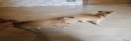 Chihuahua cani in vendita: Cuccioli di chihuahua  - Annuncio 1