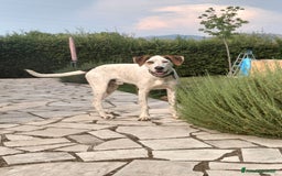 Altre razze cani in regalo: Cucciolone dal cuore enorme - Immagine 5