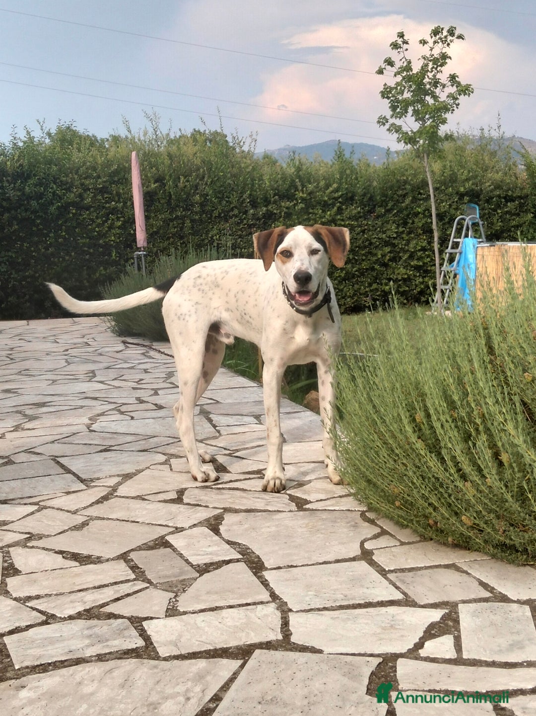 Altre razze cani in regalo: Cucciolone dal cuore enorme - Immagine 5