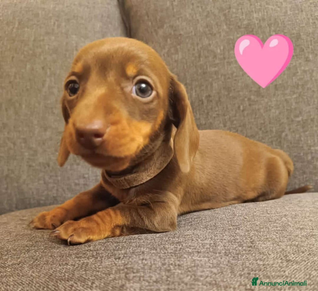 Bassotto cani Bassottina disponibile - Annuncio 2