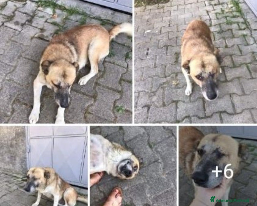 Meticcio cani 3anni orecchie tagliate,1occhio accecato,investito a Milano - Annuncio 20