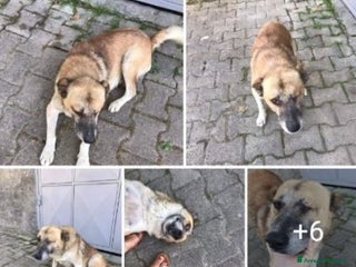 Meticcio cani 3anni orecchie tagliate,1occhio accecato,investito a Milano - Annuncio 35