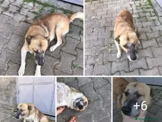 Meticcio cani 3anni orecchie tagliate,1occhio accecato,investito - Annuncio 32