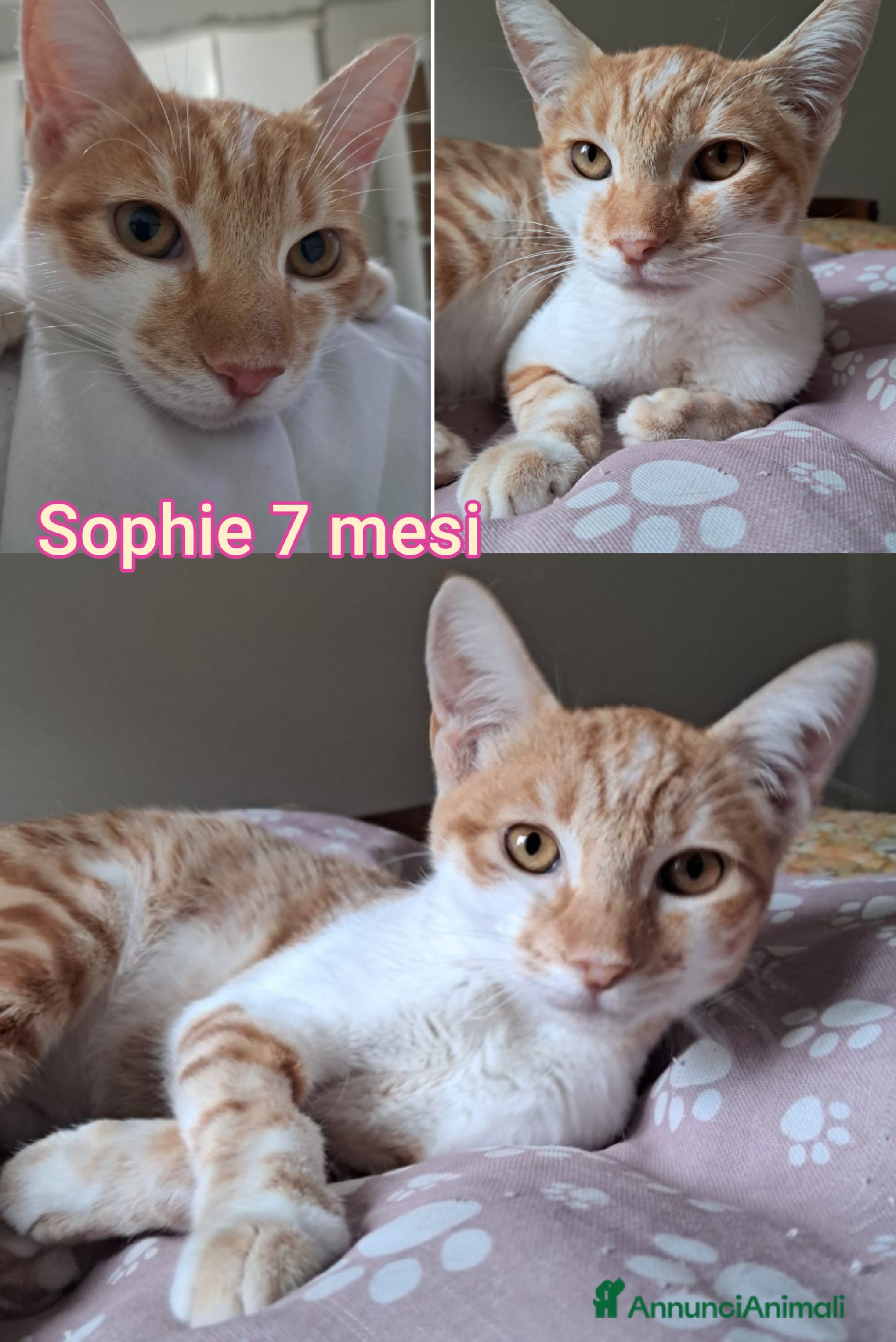 Altre razze gatti GATTINI ADORABILI IN CERCA DI CASA  - Annuncio 2