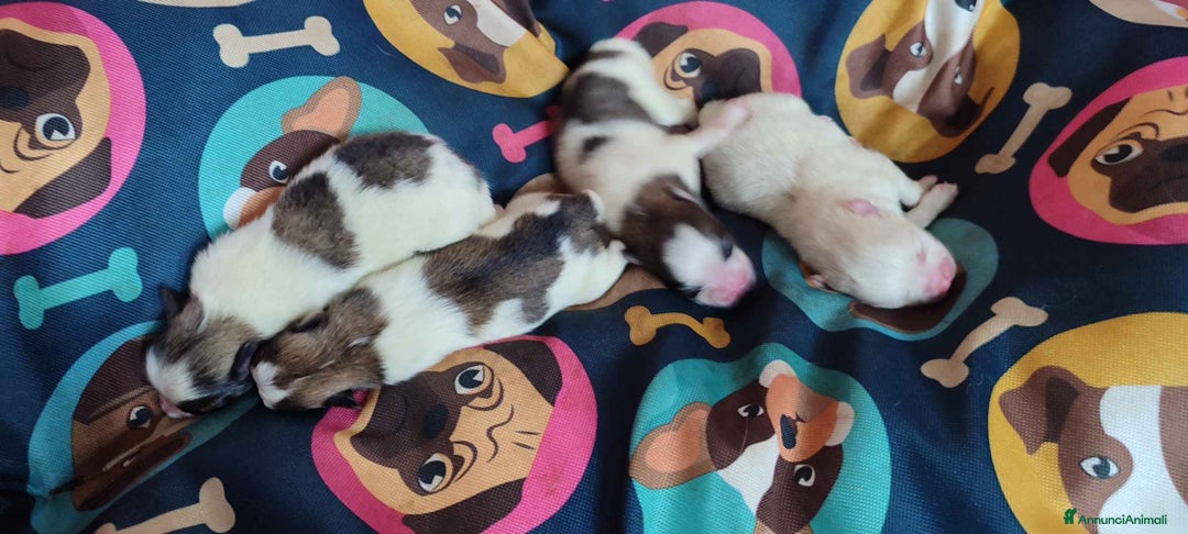 Spitz cani in vendita: Spitz Pomerania - Annuncio 7