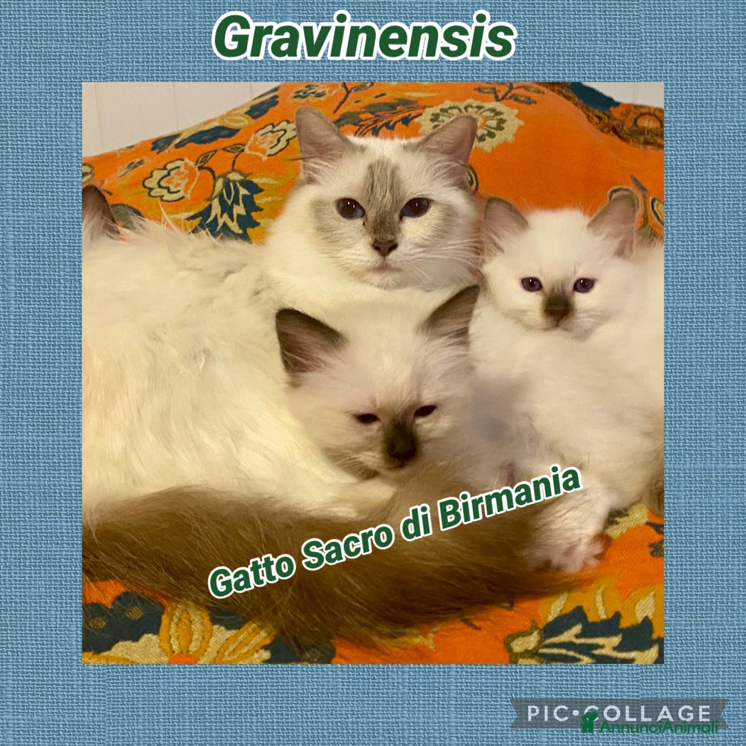 Sacro di Birmania gatti in vendita: Disponibili cuccioli Birmani – alleva enfi wcf - Annuncio 3